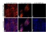 EGFR Antibody in Immunocytochemistry (ICC/IF)