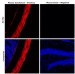 Desmin Antibody