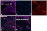 Alpha-Smooth Muscle Actin Antibody in Immunocytochemistry (ICC/IF)