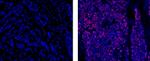 Progesterone Receptor Antibody in Immunohistochemistry (Paraffin) (IHC (P))