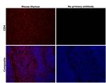 CD4 Antibody in Immunohistochemistry (Paraffin) (IHC (P))