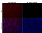 CD4 Antibody in Immunohistochemistry (Paraffin) (IHC (P))