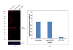 Arginase 1 Antibody