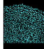 SOX2 Antibody in Immunocytochemistry (ICC/IF)