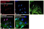 Phospho-Histone H2A.X (Ser139) Antibody in Immunocytochemistry (ICC/IF)