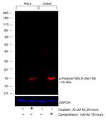 Phospho-Histone H2A.X (Ser139) Antibody in Western Blot (WB)