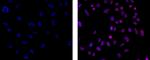 EZH2 Antibody in Immunocytochemistry (ICC/IF)