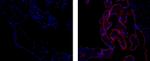 Placental Alkaline Phosphatase Antibody in Immunohistochemistry (Paraffin) (IHC (P))