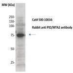 PID/MTA2 Antibody in Western Blot (WB)