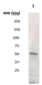 Vasopressin V1b Receptor Antibody in Western Blot (WB)