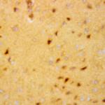 ERAB Antibody in Immunohistochemistry (PFA fixed) (IHC (PFA))