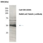 Tubulin gamma Antibody in Western Blot (WB)