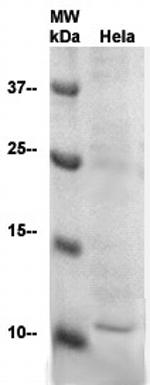 SUMO-2/Sentrin-2 Antibody in Western Blot (WB)