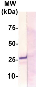 Claudin 12 Antibody in Western Blot (WB)