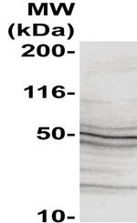 Caspase 10 Antibody in Western Blot (WB)