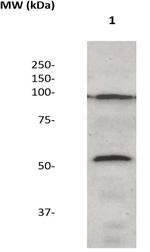 Phospho-NF-kB p105/p50 (Ser337) Antibody in Western Blot (WB)