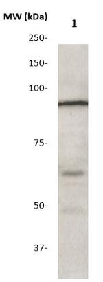 STAT2 Antibody in Western Blot (WB)