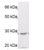 14-3-3 zeta Antibody in Western Blot (WB)