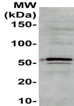 E2F2 Antibody in Western Blot (WB)