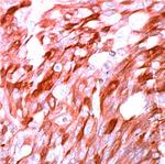 S100 Antibody in Immunohistochemistry (PFA fixed) (IHC (PFA))