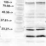 S100 Antibody in Western Blot (WB)