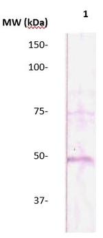 Caspase 9 Antibody in Western Blot (WB)