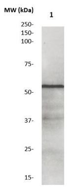 GSK-3alpha Antibody in Western Blot (WB)