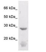 14-3-3 beta Antibody in Western Blot (WB)