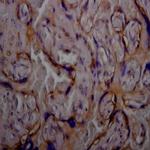 IGF-I Antibody in Immunohistochemistry (Paraffin) (IHC (P))