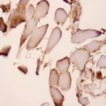 TGF-alpha Antibody in Immunohistochemistry (Paraffin) (IHC (P))