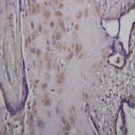 TGF-alpha Antibody in Immunohistochemistry (Paraffin) (IHC (P))