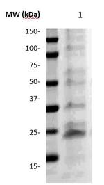 Claudin 5 Antibody in Western Blot (WB)