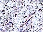 bNOS Antibody in Immunohistochemistry (Paraffin) (IHC (P))