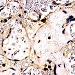 Caspase 1 Antibody in Immunohistochemistry (Paraffin) (IHC (P))