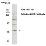 OCT-2 Antibody in Western Blot (WB)