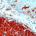 MHC II (HLA-DP and DR) Antibody in Immunohistochemistry (PFA fixed) (IHC (PFA))