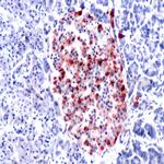 Glucagon Antibody in Immunohistochemistry (Paraffin) (IHC (P))