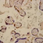 Caspase 2 Antibody in Immunohistochemistry (Paraffin) (IHC (P))