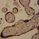 Caspase 6 Antibody in Immunohistochemistry (Paraffin) (IHC (P))