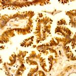 E2F5 Antibody in Immunohistochemistry (Paraffin) (IHC (P))