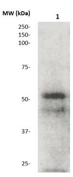 MMP-1 (Collagenase-I) Antibody in Western Blot (WB)