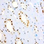 p19/INK4d Antibody in Immunohistochemistry (Paraffin) (IHC (P))