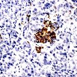 ADAM10/KUZ Antibody in Immunohistochemistry (Paraffin) (IHC (P))