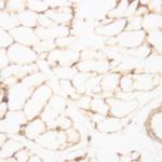 cyclic adenosine monophosphate (cAMP) Antibody in Immunohistochemistry (Paraffin) (IHC (P))