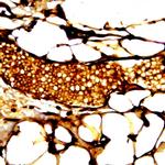 Cyclic adenosine monophosphate (cAMP) Antibody in Immunohistochemistry (Paraffin) (IHC (P))