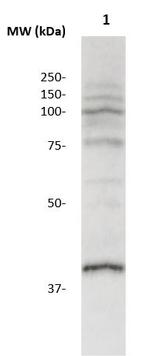 CCR8 Antibody in Western Blot (WB)