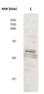 MMP-8 Antibody in Western Blot (WB)