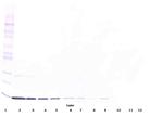 IL-3 Antibody in Western Blot (WB)