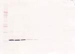 IL-7 Antibody in Western Blot (WB)