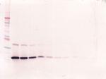 IL-7 Antibody in Western Blot (WB)